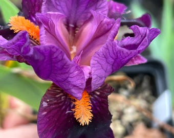 Iris 'Sharp Dressed Boy' | Dwarf Bearded Iris - 1 bareroot rhizome