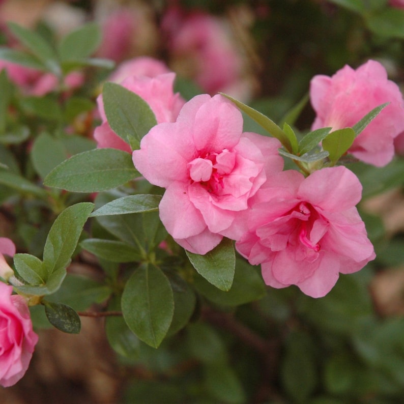 Azalea 'rosebud' | Spring Flowering Evergreen Shrub - 1 Gallon Pot - Etsy