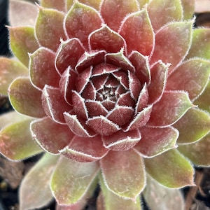 May include: A succulent plant with a rosette of fleshy, pointed leaves arranged in a circular pattern. The leaves transition from a deep reddish-brown at the center to a lighter olive-green at the outer edges, featuring fine white cilia along the margins.