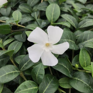 May include: A close-up of a white flower with five petals and a yellow center, surrounded by green leaves. The flower is in full bloom, with the petals spread wide. The leaves are a deep green color, and the overall image is bright and fresh.