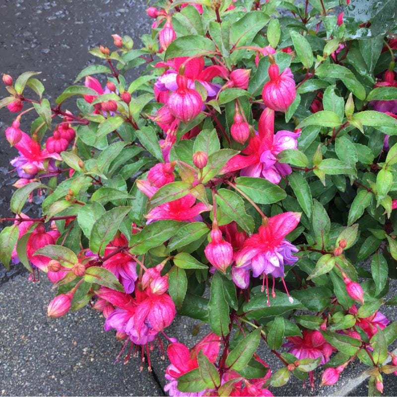 Fuchsia 'winston Churchill' | Hardy Fuchsia - Etsy