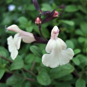 Salvia ‘Cool Cream’ | Creamy White Meadow Sage | Pollinator-Friendly Perennial | Deer-Resistant | USDA Zones 4–9