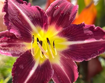 Lilium A 'tiny Diamond' | Compact Asiatic Lily, Bright Pink and