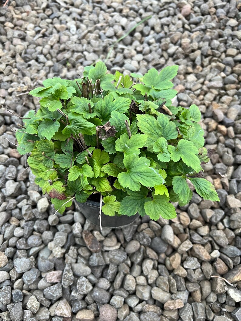 Plantingpartners Anemone Whirlwind - Thumbnail 4