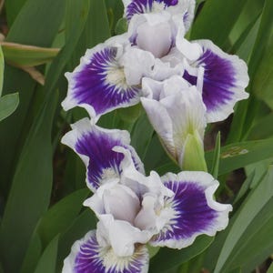May include: A cluster of iris flowers featuring ruffled petals with a white base and deep purple centers. The blooms display intricate veining patterns and a pale yellow beard at the throat of each petal, surrounded by long, pointed green leaves.