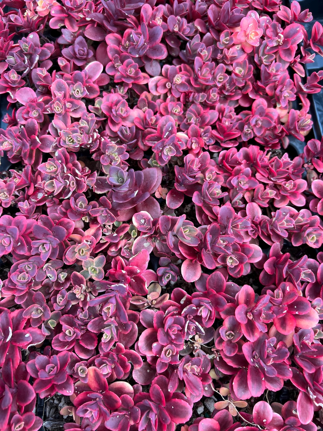 ム*コ様 SunarLureWorks Cep50s SLWピンクパープル雨鱒 Sedum SUNSPARKLER Wildfire | Variegated Foliage, Perennial