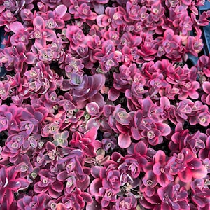 Sedum SUNSPARKLER Wildfire, Deciduous Stonecrop Succulent