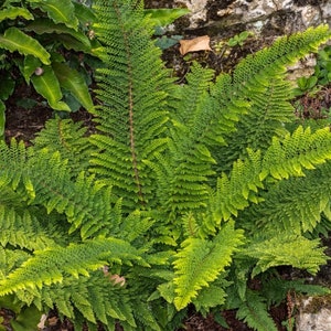 5 Glade Fern Rhizomes - Etsy