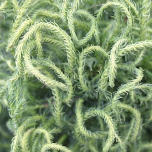 May include: Close-up of a vibrant green plant with delicate, textured foliage. The plant's leaves are a soft green color, with a slightly lighter hue at the tips. The overall texture is dense and intricate, creating a lush appearance.
