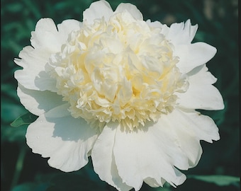 May include: A close-up of a white peony flower with a creamy yellow center. The petals are layered and ruffled, with a few water droplets visible. The background is a blurred green.