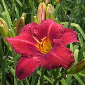 PRE-ORDER Fall Bulbs - Hemerocallis 'Ruby Stella' | Red Daylily | Summer Re-blooming Perennial | USDA Zones 3–9 | Deer-Resistant