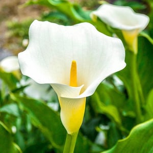PRE-ORDER Fall Bulbs - Zantedeschia aethiopica | Giant White Calla Lily | Elegant Cut Flower | Large Perennial