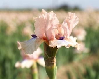Iris 'Concertina' | Bearded Iris | 1 bareroot rhizome