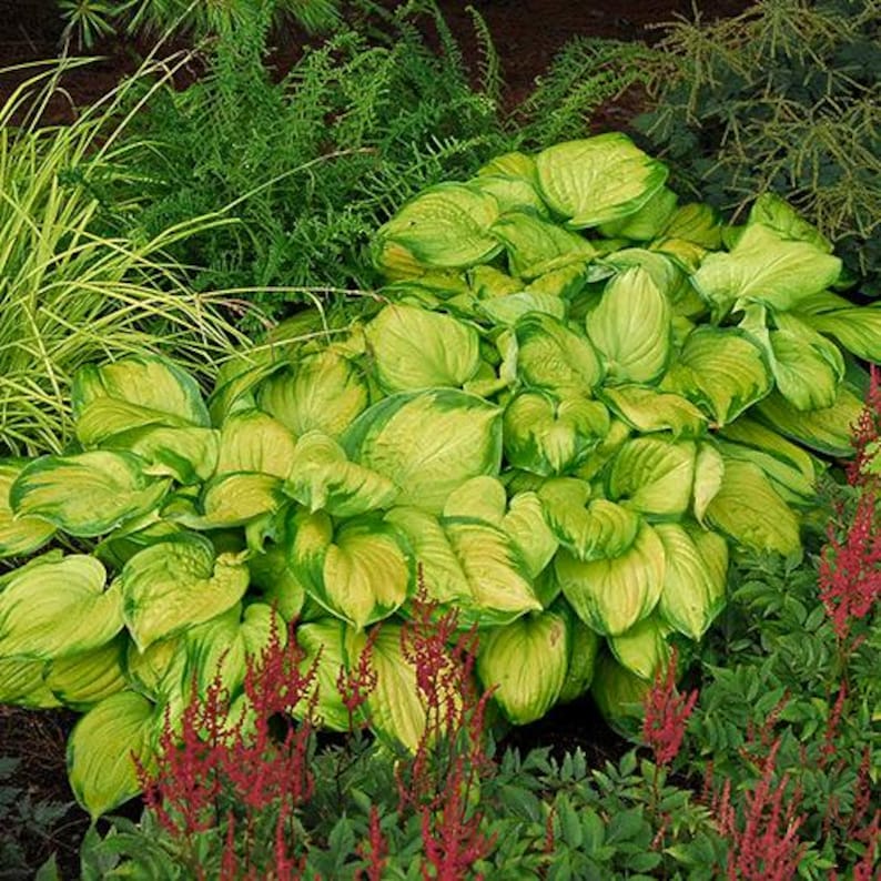 Hosta 'Stained Glass'
