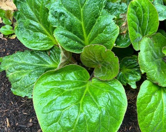 Bergenia ciliata 'Dumbo' | Elephant Ear, Evergreen Shade Perennial