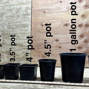 K&ouml;nnte beinhalten: Ein Satz schwarzer Plastik-Pflanzt&ouml;pfe in verschiedenen Gr&ouml;&szlig;en, darunter ein Stecklingstopf, 3,5 Zoll, 4 Zoll, 4,5 Zoll und 1 Gallone. Die T&ouml;pfe sind auf einer Holzoberfl&auml;che mit einem Lineal zur Skalierung aufgereiht.