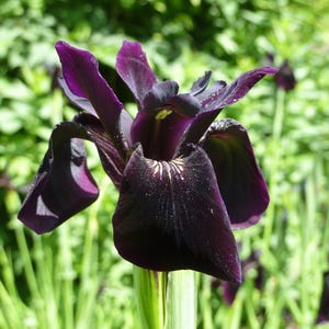 Iris chrysographes 'Black Form' | Rare Dark Flowering Perennial