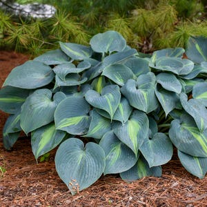 Hosta &#39;Touch of Class&#39; | Blue Variegated Shade Perennial | Flowering Shade Plant | Slug Resistant | USDA Zones 3–9