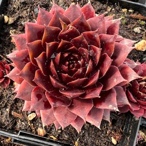 May include: Close-up of a dark red succulent plant with tightly packed, pointed leaves. The plant is in a black plastic container filled with soil. The succulent has a rosette shape and a glossy appearance, with water droplets visible on the leaves.