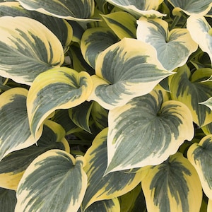 Hosta &#39;First Frost&#39; | Medium Variegated Green and Creamy Gold Hosta | Shade Loving Perennial | Slug Resistant