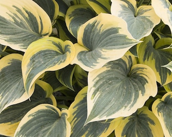 Hosta 'First Frost' | Medium Variegated Plantain Lily - Fall 2026 Pre-Order