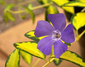 Puede incluir: Una sola flor morada de cinco pétalos florece sobre un fondo de hojas variegadas de color amarillo y verde. La flor tiene un centro blanco con un estambre de polen amarillo.