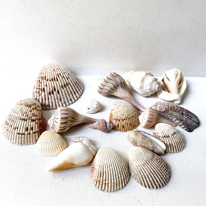 Tiny Seashell Assorted Ocean Mix For Crafts - (approx. 1 Kilogram/2.2 lbs.  .25-.50 inches)