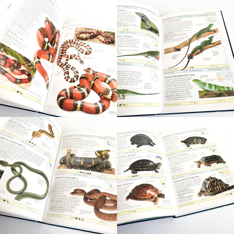 Vintage DK Smithsonian Handbooks Reptiles and Amphibians image 6