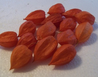 Fifteen (15) Orange Dried Physalis Chinese Lantern Seed Pods, for Crafts & Arrangements