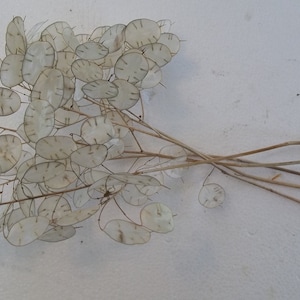 May include: A bunch of dried, light brown, papery seed pods with thin, brown stems. The pods are translucent and have a delicate, lacy appearance.