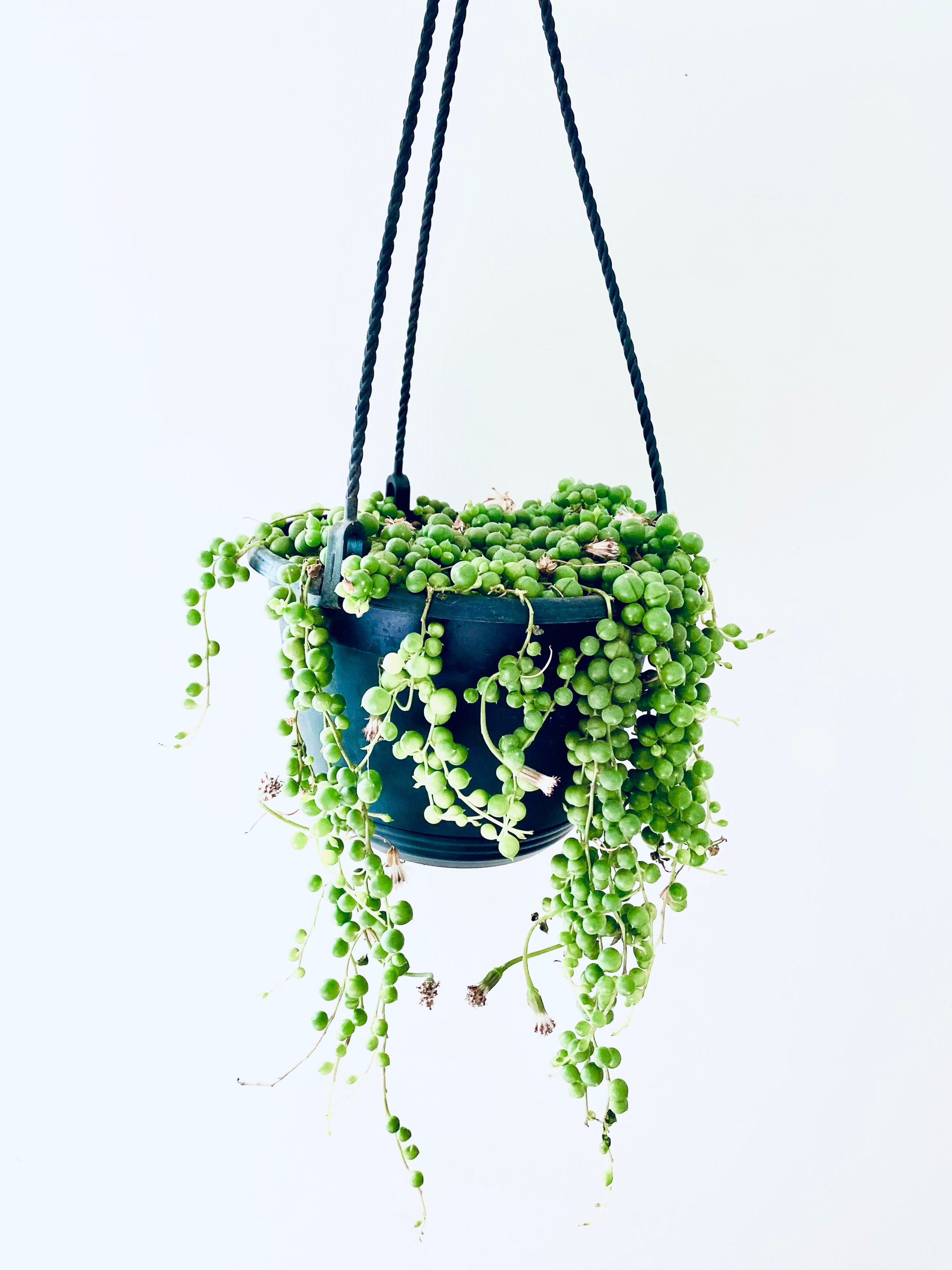 String of Pearls in 6 hanging basket Etsy