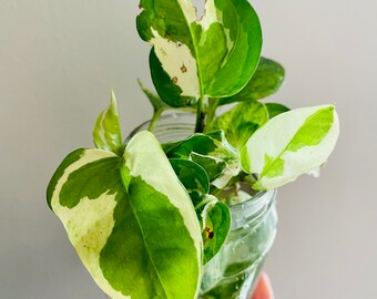 Rare find. Well Rooted N’Joy Pothos