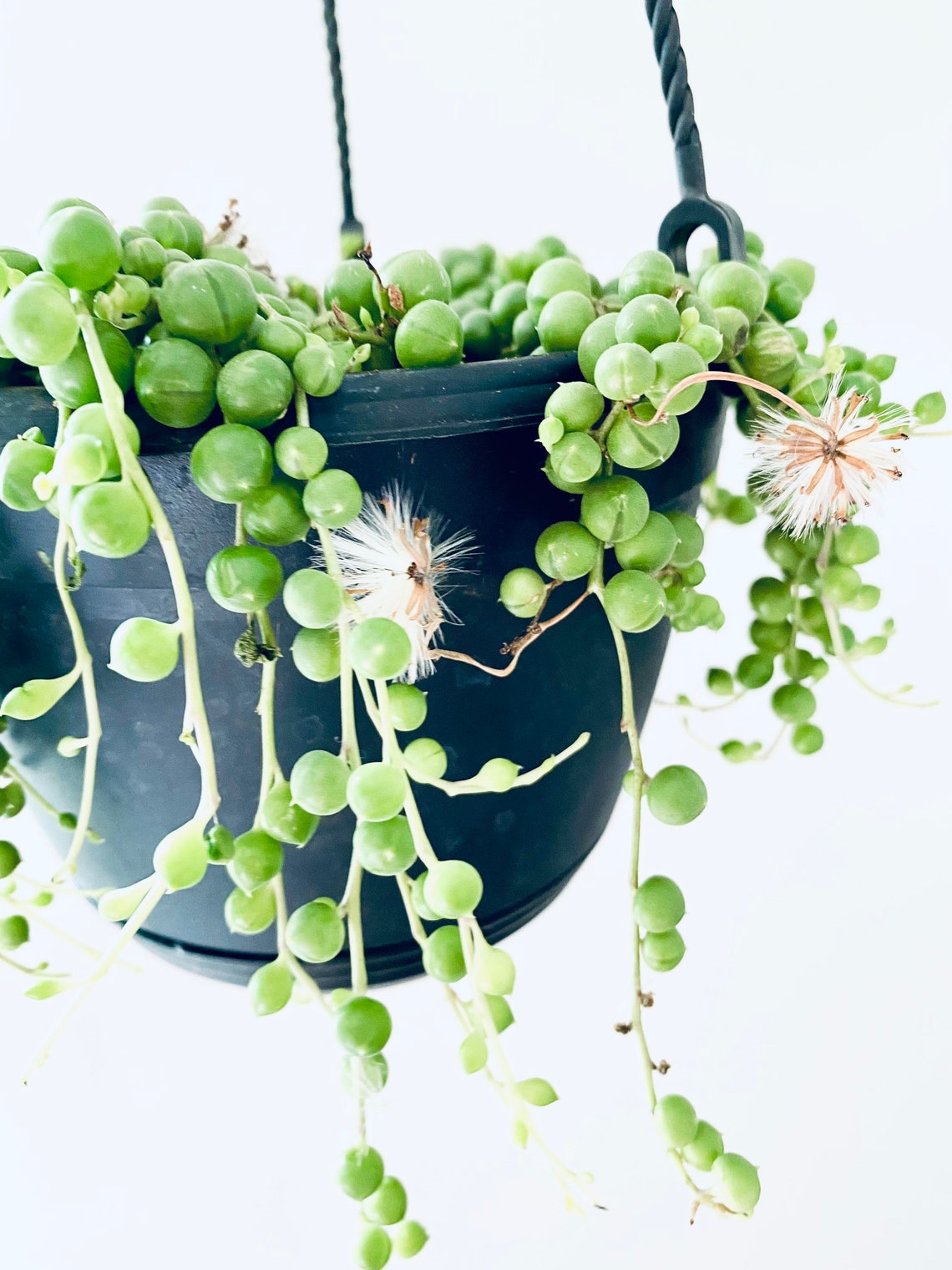 String of Pearls in 6 hanging basket Etsy