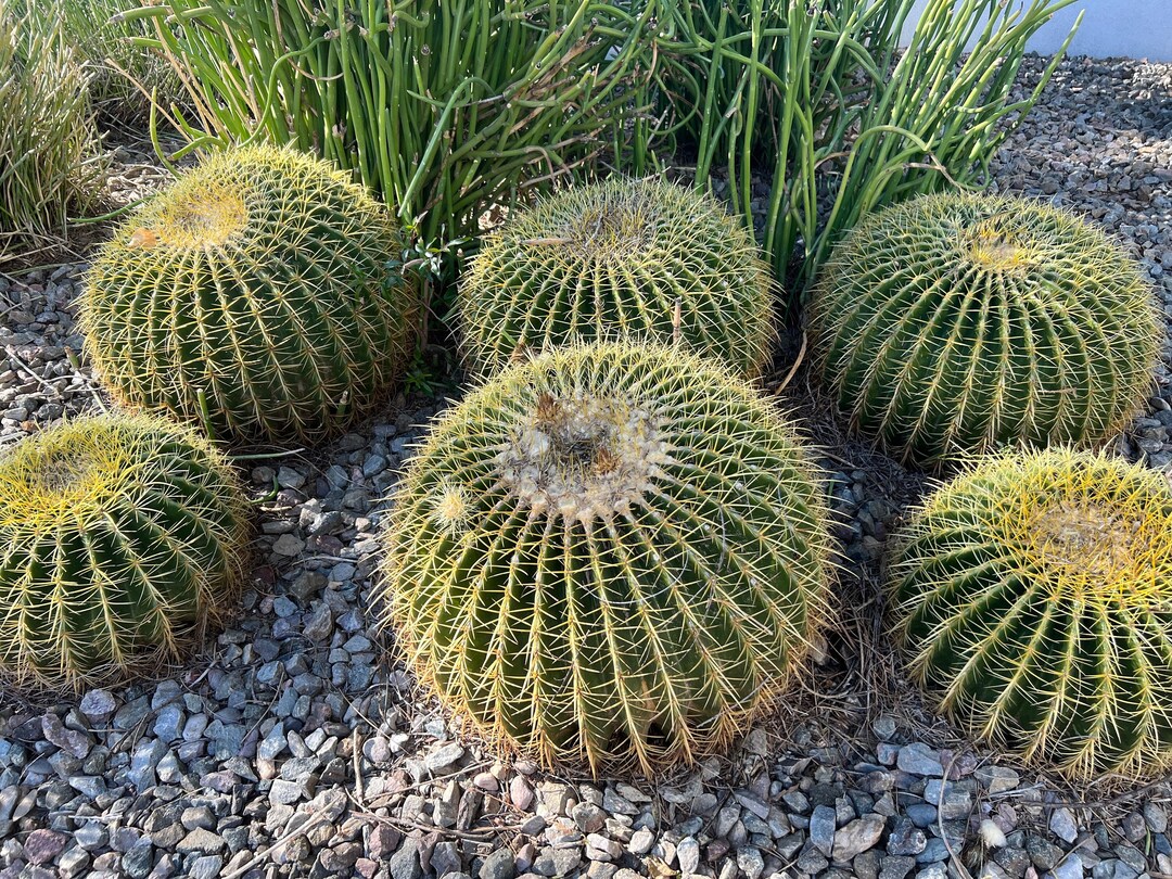 Exotic Barrel Cactus Seed Mix - 50 Rare Globular Ball Cacti Seeds For Your Garden