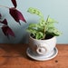 see more listings in the PLANTERS section