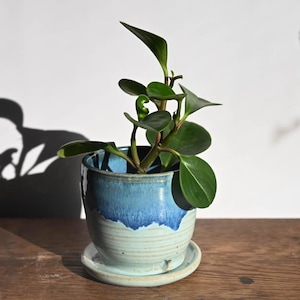 Op de afbeelding: Een kleine groene plant met gladde, ronde bladeren in een keramische pot. De pot heeft een tweekleurig glazuur met een donkerblauw bovengedeelte dat overgaat in een lichtere, lichtblauwe basis, rustend op een bijpassende ronde schotel.
