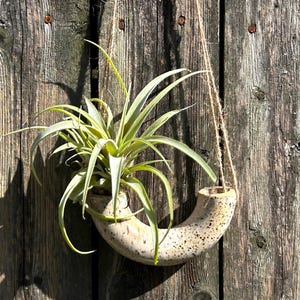 May include: A beige ceramic planter shaped like a crescent moon hangs from a string against a weathered wooden background. A green air plant grows inside the planter.