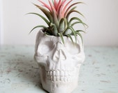 Skull Planter, concrete plant pot, Garden Home Decor