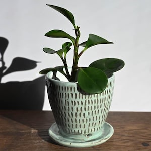 May include: A small green plant with smooth, rounded leaves potted in a light mint-colored ceramic planter. The planter features a repeating pattern of vertical dark brown dashes and sits on a matching circular ceramic saucer.