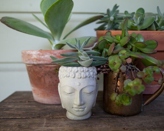 WHITE TERRACOTTA DI BUDDHA TESTA Fioriera