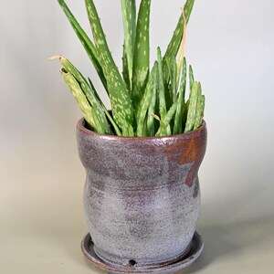 May include: A potted aloe vera plant. The plant has long, green leaves with white spots, and is planted in a ceramic pot. The pot is a muted purple-gray color with a brown rim and sits on a matching saucer. The plant is a houseplant.