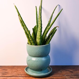 Op de afbeelding: Een aloë vera plant in een lichtblauwe keramische pot met bijpassende schotel. De plant heeft lange, groene bladeren met witte vlekken. De pot staat op een houten oppervlak.