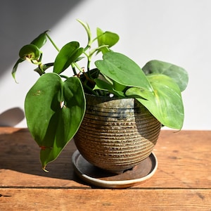 May include: A green heart-shaped leaf plant potted in a round, textured, brown ceramic planter with horizontal ridges. The planter sits on a matching circular saucer, showcasing a speckled glaze finish with dark blue accents near the rim.