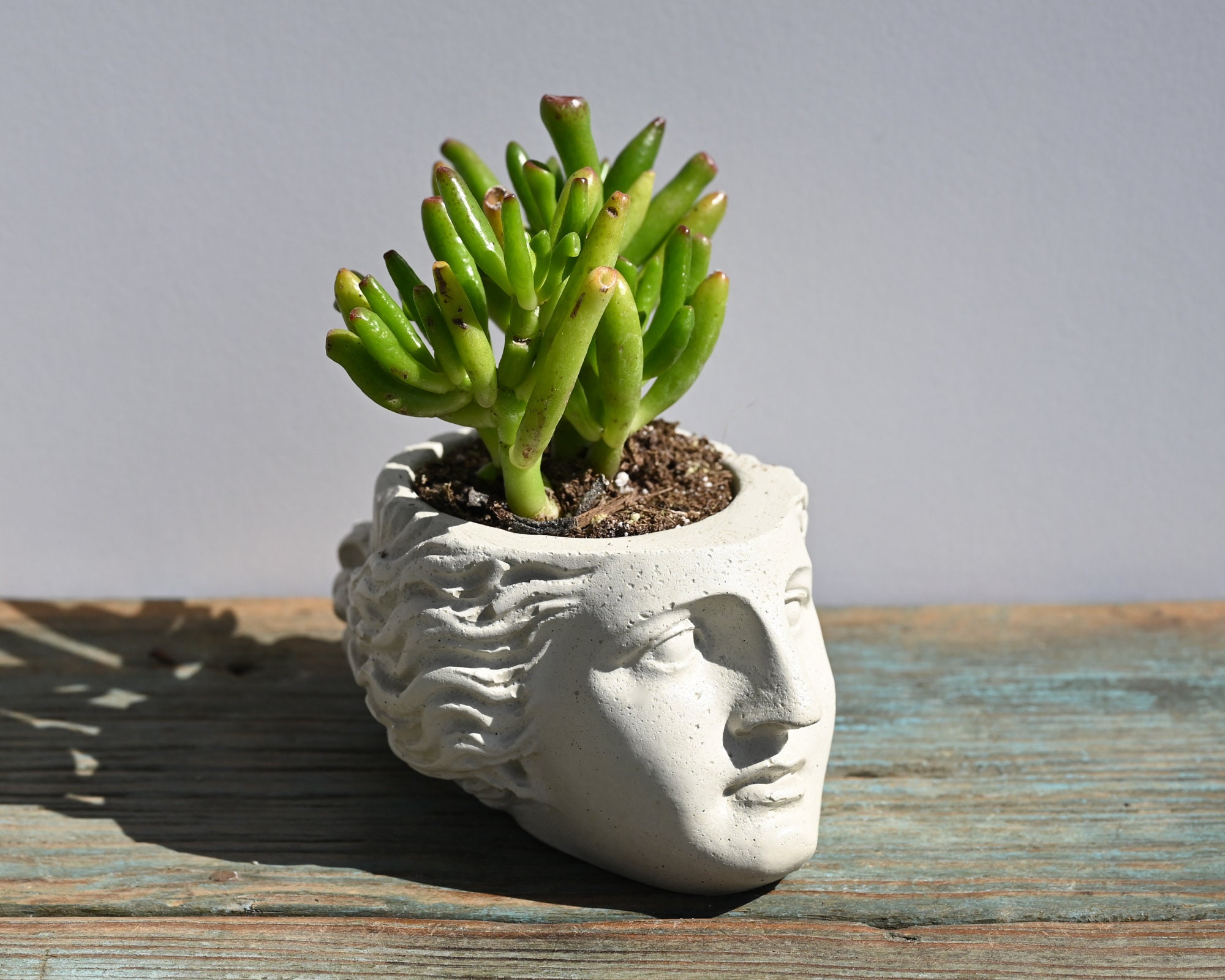 Venus Planter, Déesse Romaine, Gréco-Romaine, Tête, Planteur Succulent, Ciment, Béton, Coulée, Décor