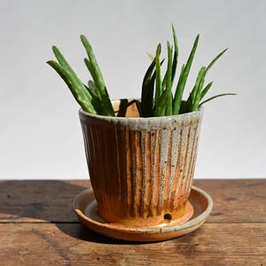 May include: A ceramic planter with a textured, vertical-striped design in shades of brown and cream, holding green aloe vera plants. The planter sits on a matching saucer, creating a natural, earthy aesthetic.