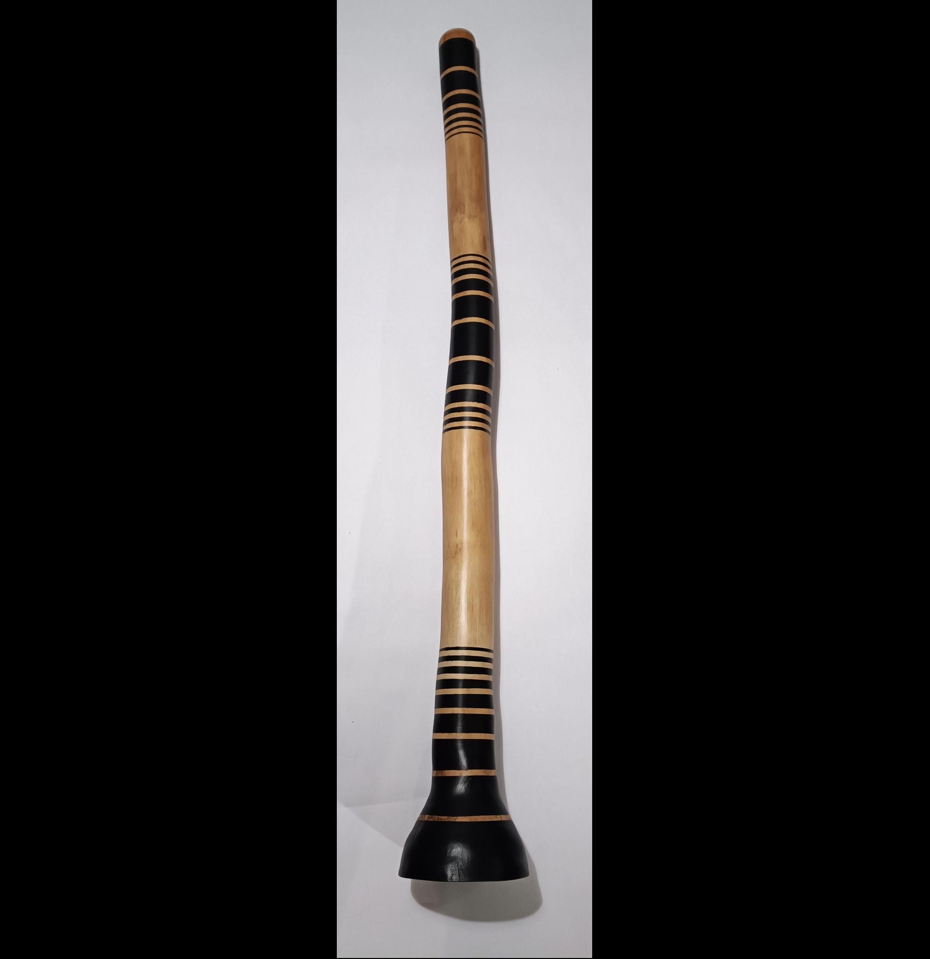 一時セール中　希少　アガベ　ディジュリドゥ Agave didgeridoo - Etsy 日本
