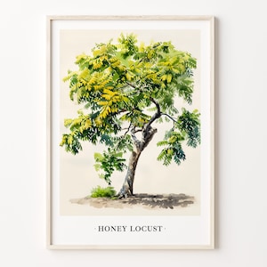 Honey Locust Tree Art Print, Wall Art Poster, Botanical Honey Locust Illustration, Nature Decor, Tree Artwork, C31-528