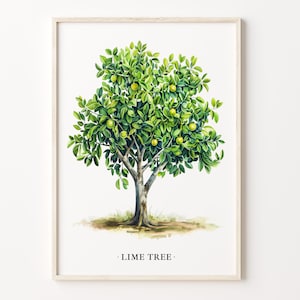 Op de afbeelding: Een aquarel van een limoenboom met groene bladeren en gele limoenen. De boom bevindt zich in een wit frame met de tekst "LIME TREE" onder de afbeelding.