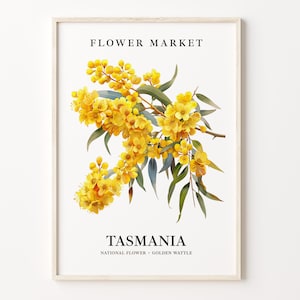 Golden Wattle Flower Art Print: Tasmania Botanical Home Decor