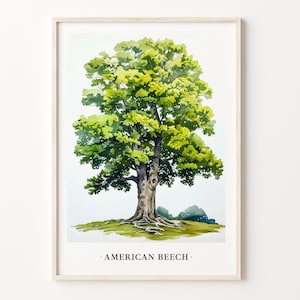 May include: A watercolor painting of an American Beech tree with green leaves and a brown trunk. The tree is set against a white background with the text "AMERICAN BEECH" below it.